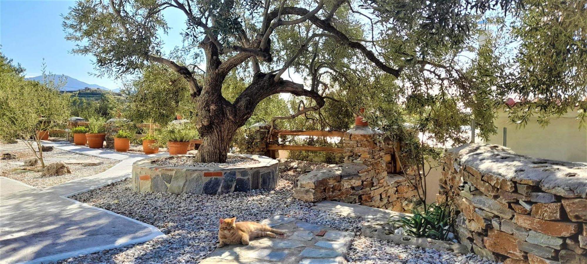 Aspra Chomata Villas Karystos  Esterno foto